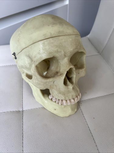 Human skull resin - skull, medical