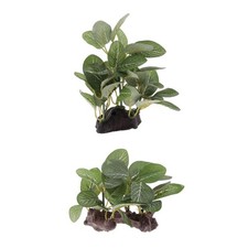 2x Terrarium Decor Ornament