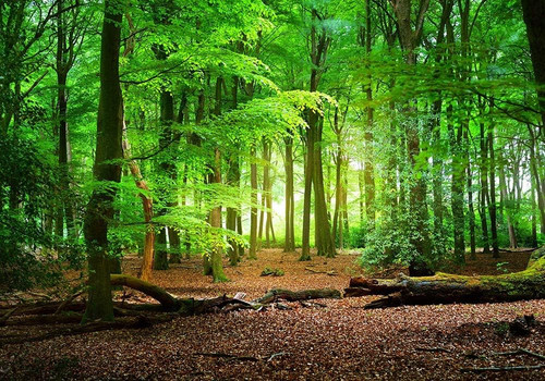 5x3ft spring forest - spring, backdrop