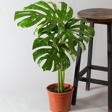 Established Monstera Thai
