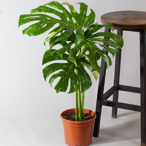 Established monstera thai - established,
