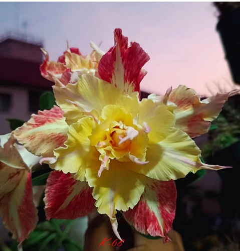 Golden star desert rose - golden,