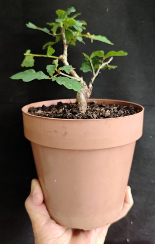 English oak starter - oak,