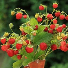 ALPINE STRAWBERRY BARON VON