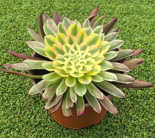 Aeonium chrysanthemum new - aeonium,