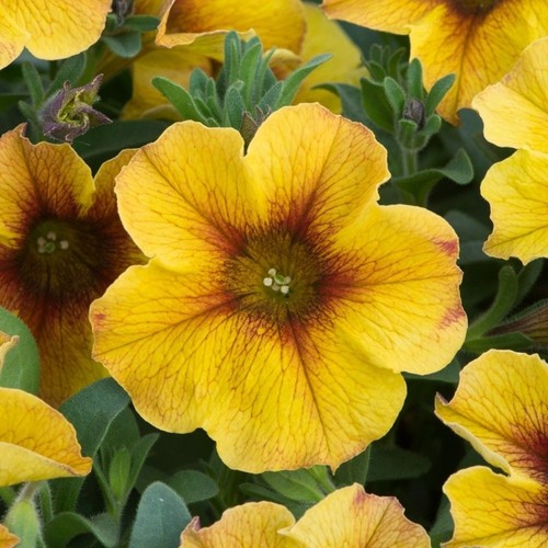 Petunia beautical - petunia,