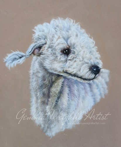 Bedlington terrier original - bedlington,
