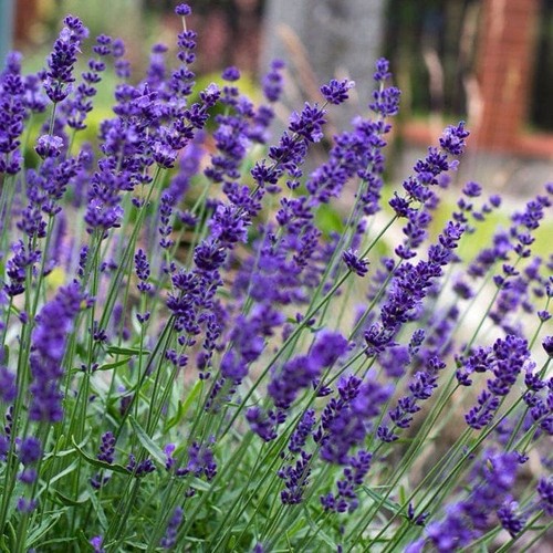 Lavender hidcote - 5x, ‘hidcote’