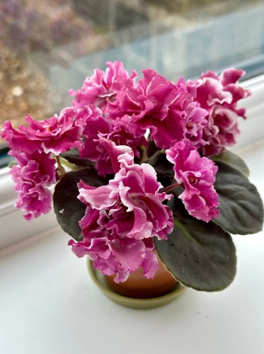 African violet plant - african,