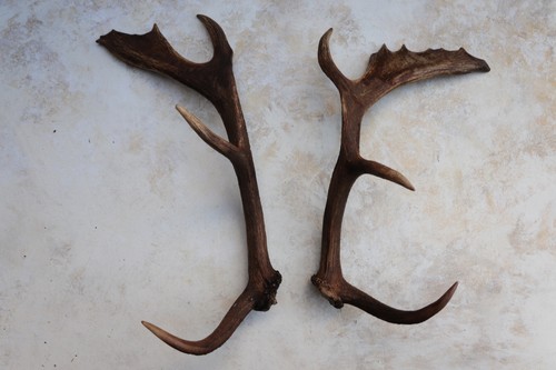 Pair fallow deer antlers 18 - pair,