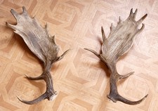 2 Beautiful Fallow Deer Fallow