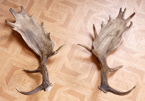 Beautiful antler poles - antler, from