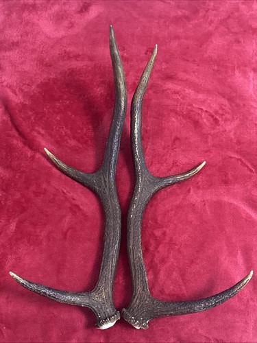 Pair red deer antlers - pair, 502g
