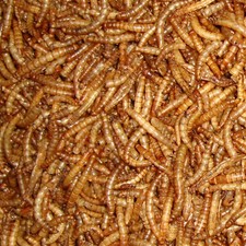 DRIED MEALWORMS premium wild