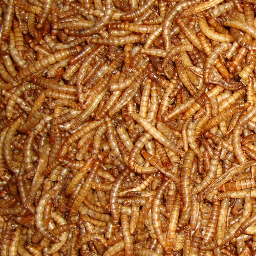 Dried mealworms premium - premium, wild