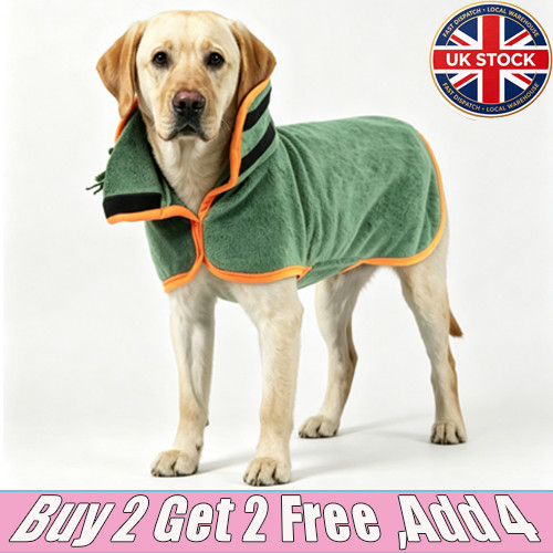 Pet dog winter - pet,