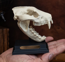 Tasmanian Devil Skull Replica