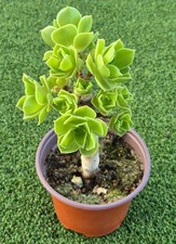 Aeonium arboreum 'Green Rose'