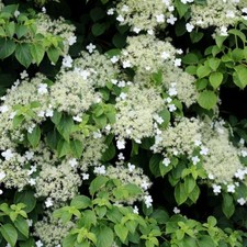 Hydrangea anomala petiolaris White Flowering Vine Climbing Plant - 2L Pot