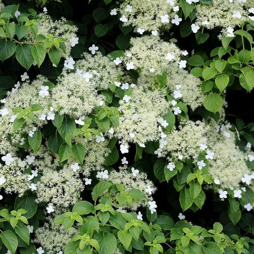 Hydrangea anomala petiolaris