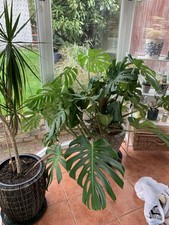 7 Year Old Monstera Plant Cheese Plant Large