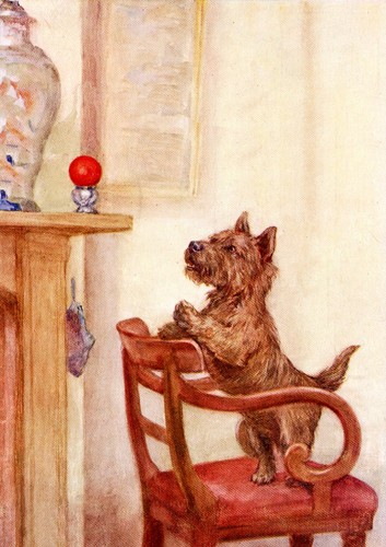 Cairn terrier dog greeting - cairn,