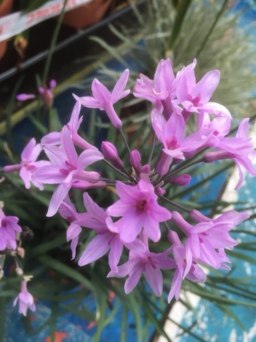 Tulbaghia violacea dark - tulbaghia,