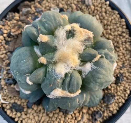 Sale rare cacti plant - sale,