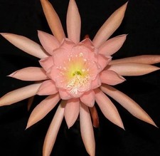 Epiphyllum Orchid Cactus “
