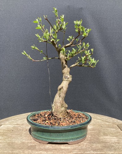 Common dogwood cornus bonsai - common,
