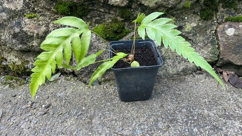 Oriental chain fern - x,