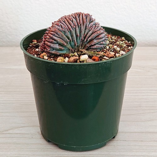 Cactus crested - cactus,