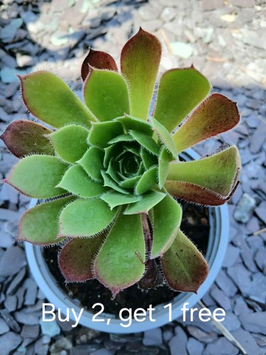 Aeonium firecracker succulent - firecracker,