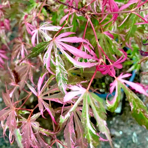 Acer palmatum liliane - palmatum,