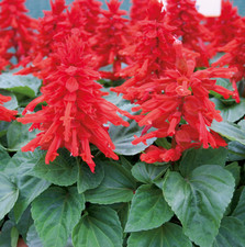 Salvia splendens Vista Red 12