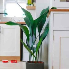 Cast Iron Plant (Aspidistra Elatior) - 45cm