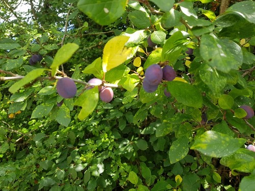 Damson plum tree - plum,