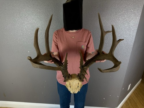 Big real whitetail deer - real,