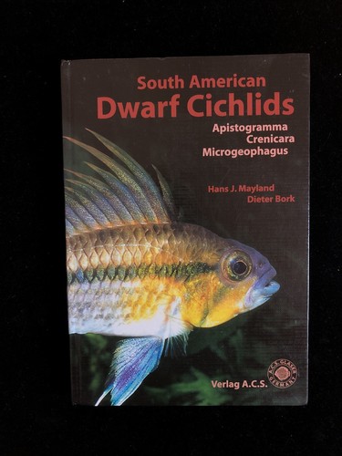 South american dwarf cichlids - american,