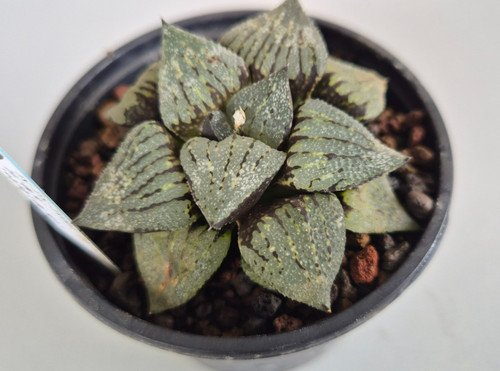 Haworthia picta hybrid - haworthia,