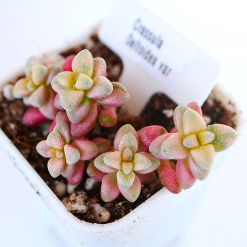 Crassula deltoidea variegata - crassula,