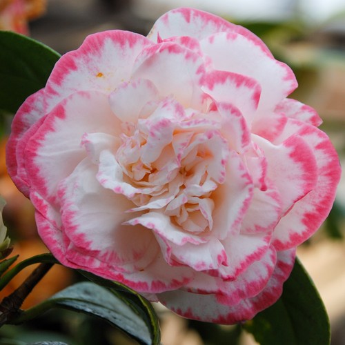 Camellia margaret davis 4l - camellia,