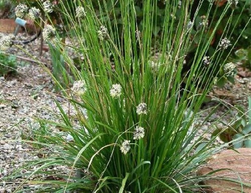 Sesleria sadleriana green - sesleria, (green
