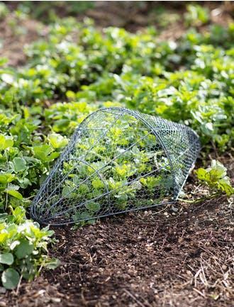 Chicken wire garden seedling - chicken,