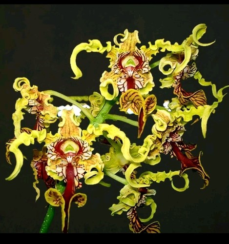 Dendrobium spectabile unique - dendrobium,