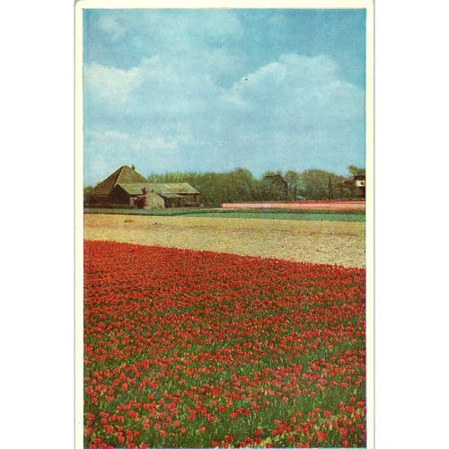 1960s tulip fields near - fields,