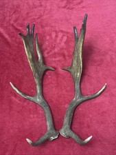 PAIR OF FALLOW DEER ANTLER