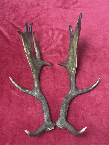 Pair fallow deer antler - pair,