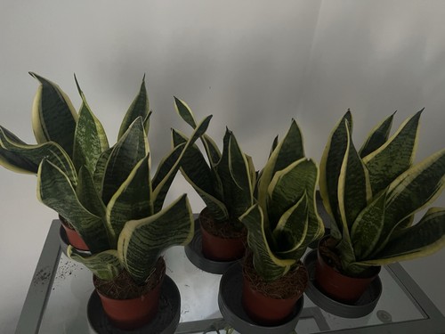 Snake plant - snake,