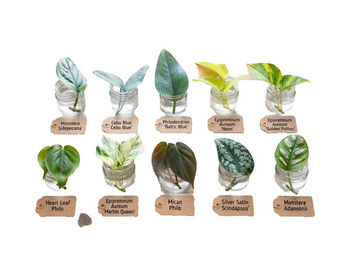 Plant cuttings bundle - plant,